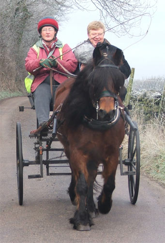 fell pony mare, carriage and radio interviewer, Winter